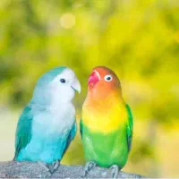 طوطی برزیلی