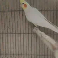 عروس هلندی جوجه و مولد