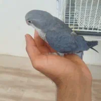 راهب