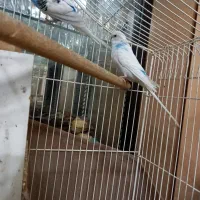 مرغ عشق|پرنده|قم, شاه سید علی|دیوار