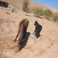 خریدوفروش دام سبک و سنگین|حیوانات مزرعه|هشتگرد, خور|دیوار