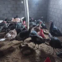 بوقلمون محلی و اورگانیک برا شب چله|حیوانات مزرعه|دهگلان, |دیوار