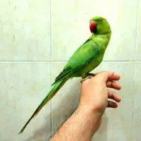 دنیای عروس ملنگو برزیلی شاه طوطی گیرینچیک کاسکو|پرنده|تهران, استاد معین|دیوار