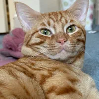 گربه ۳ ماهه و یکساله|گربه|گرگان, |دیوار