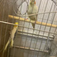 ۳ عدد عروس هلندی|پرنده|سلماس, |دیوار