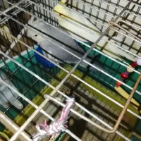 عروس هلندی و طوطی برزیلی