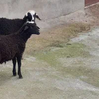 2عدد بره|حیوانات مزرعه|نوشهر, |دیوار