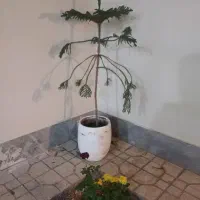 فروش گل کاج مطبق