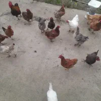 مرغ تخم گذار گلپایگانی