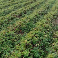 توت فرنگی کاماروس|خدمات باغبانی و درختکاری|خان ببین, |دیوار