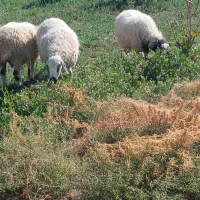 فروش ۵۰ راس میش داشتی