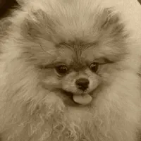 پامر|سگ|رشت, جهاد|دیوار