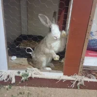 خرگوش باقفس|موش و خرگوش|الوند, |دیوار