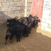 بزغاله بره میش