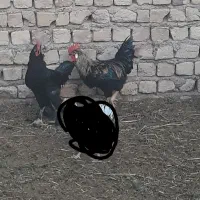 خروس|پرنده|ساوه, |دیوار