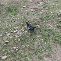 اردک اسرائیلی آماده تخم گذاری