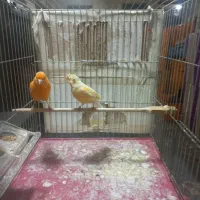 قناری جفت کارداده