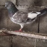 کبوتر