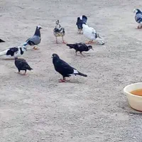 کفتر معامله فروشی