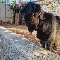 کهره داشتی فروشی