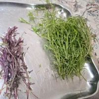 روتالا رد و گرین