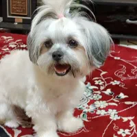 سگ شیتزو|سگ|کرج, حسن آباد|دیوار