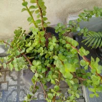 انواع گل های اپارتمانی|گل و گیاه طبیعی|کرج, گوهردشت|دیوار