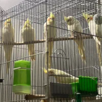 طوطی عروس هلندی