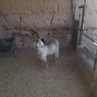 فروش گوسفند نر نژاددار جوان چاق ۷ماه سن ۲۶کیلووزن