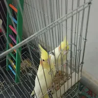 یک جفت عروس هلندی نر ماده یک جوجه داره