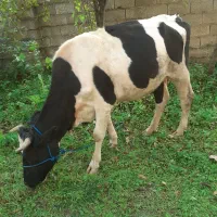 گاو دورگ محلی|حیوانات مزرعه|گوراب زرمیخ, |دیوار