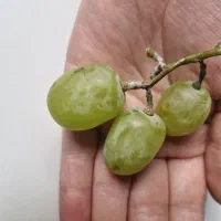 محصولات تمامی نهال انگور ودرختان میوه درنهالستان|خدمات باغبانی و درختکاری|تهران, امام زاده عبدالله|دیوار