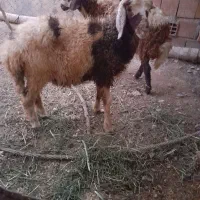 بره