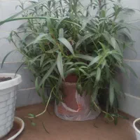 فروش گل|گل و گیاه طبیعی|یزد, |دیوار