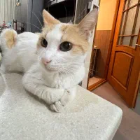 واگذاری فوری رایگان گربه|گربه|رشت, جهاد|دیوار