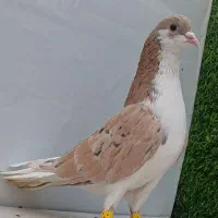 کفتر ساده هفترنگ نر عطیقه