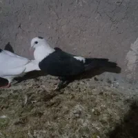 ۳عدد رنگه کربلایی