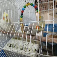 فروش عروس هلندی یک جفت سخنگو