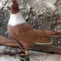 نواری خوشکل