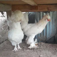 یک جفت سلطان عثمانی وارداتی و کمیاب.|حیوانات مزرعه|آستانه اشرفیه, |دیوار