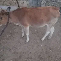 گوساله