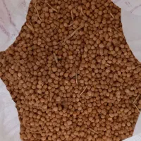 نخودامسال