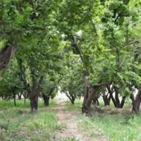 فروش باغ ثمرده ای