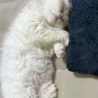 واگذاری رایگان پرشین|گربه|همدان, |دیوار