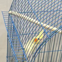 طوطی عروس|پرنده|رشت, کوی حسینی|دیوار