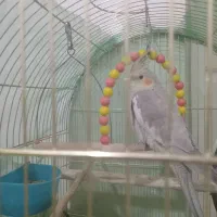 عروس هلندی جوان