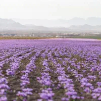 استخدام نیرو برای برداشت گل زعفران کبودراهنگ