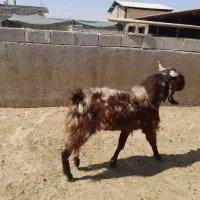 کاوه قوچ چینی وبختیاری،کهره چپش|حیوانات مزرعه|شیراز, پودنک|دیوار