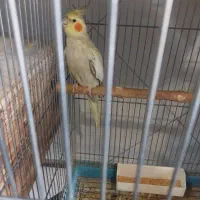 گم شده