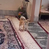 واگذاری ۷سگ پاپی